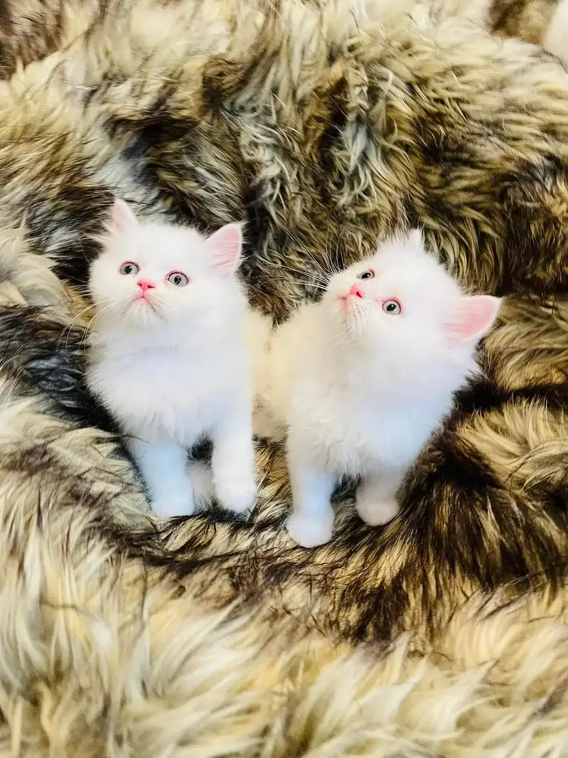 Quality Persian cat & Kittens. Male & female 03091708184. whatsapp — photo 4