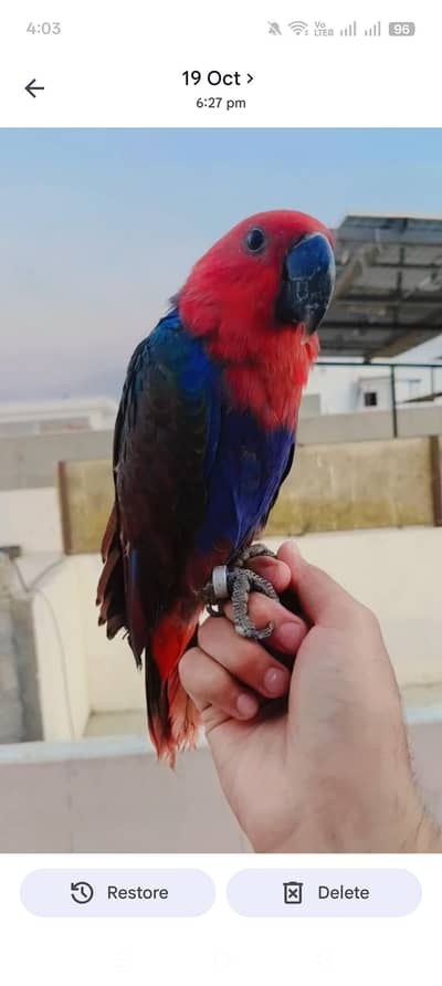 Electus tamed female/03152248124