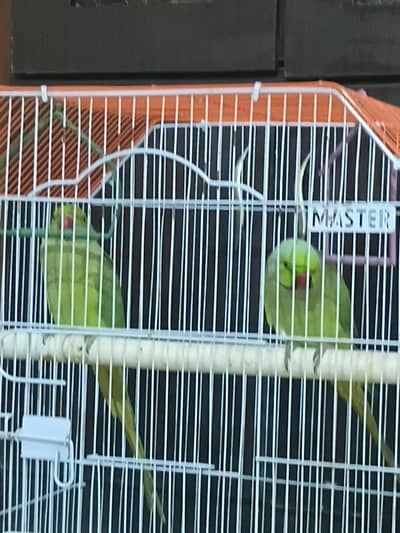 Beautiful Green Ringneck(Mithu)Parrot pair for Sale.