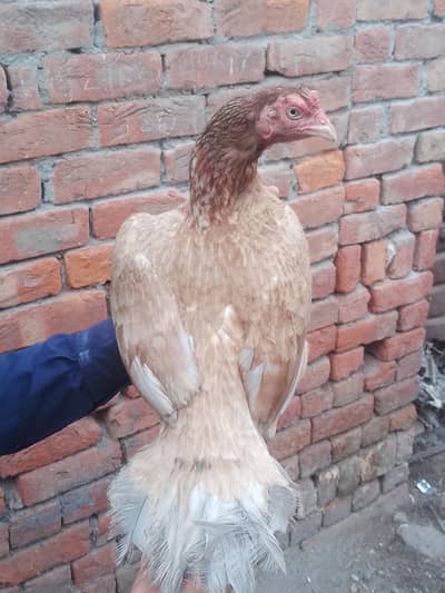 aseel murge for sale
