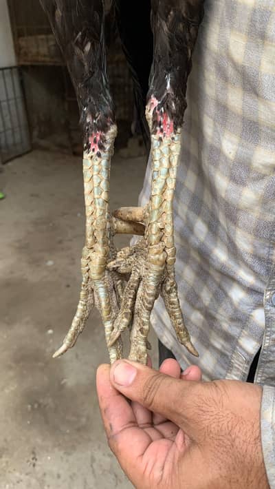 pure pakoye chiks for sale