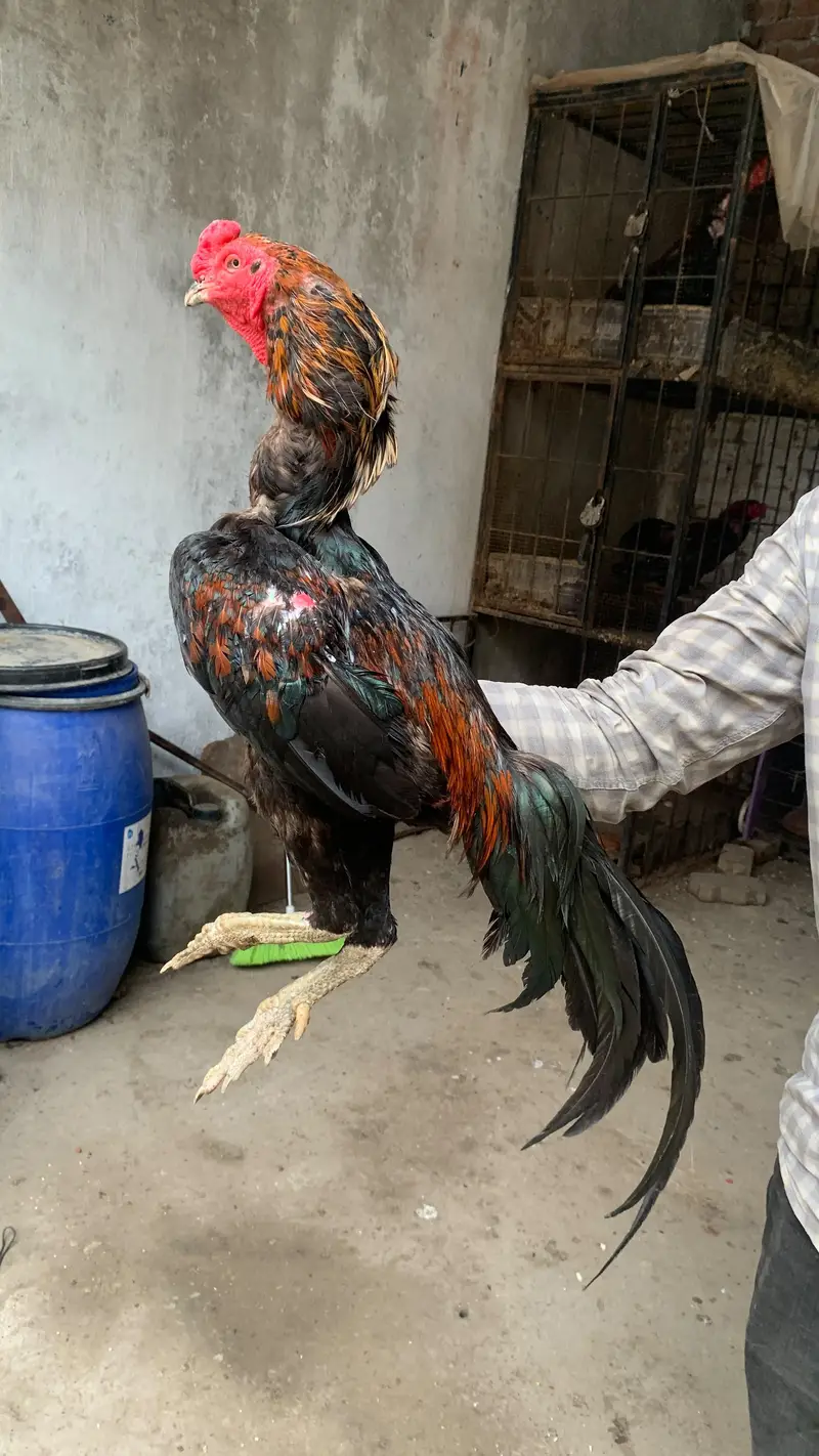 pure pakoye chiks for sale — photo 3