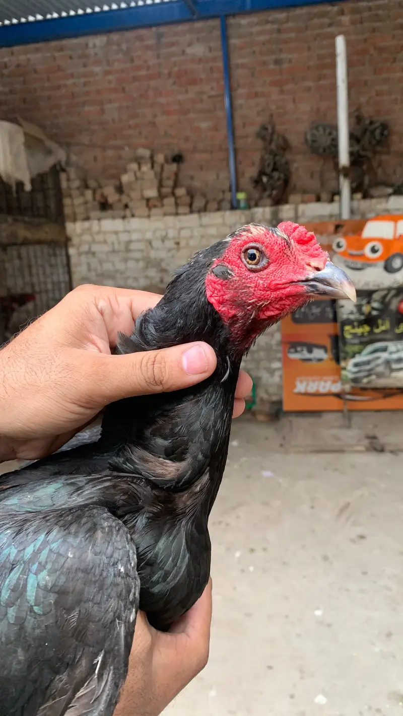 pure pakoye chiks for sale — photo 4