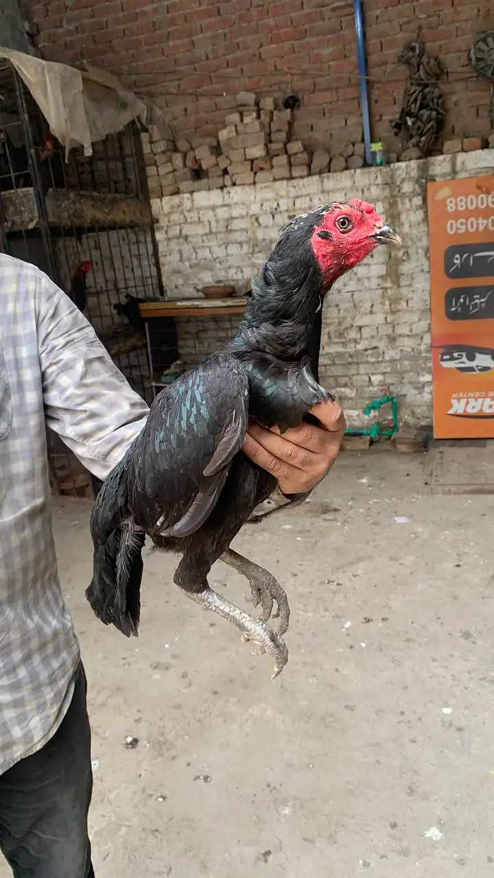 pure pakoye chiks for sale — photo 5