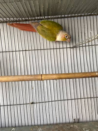 green cheek conure pair