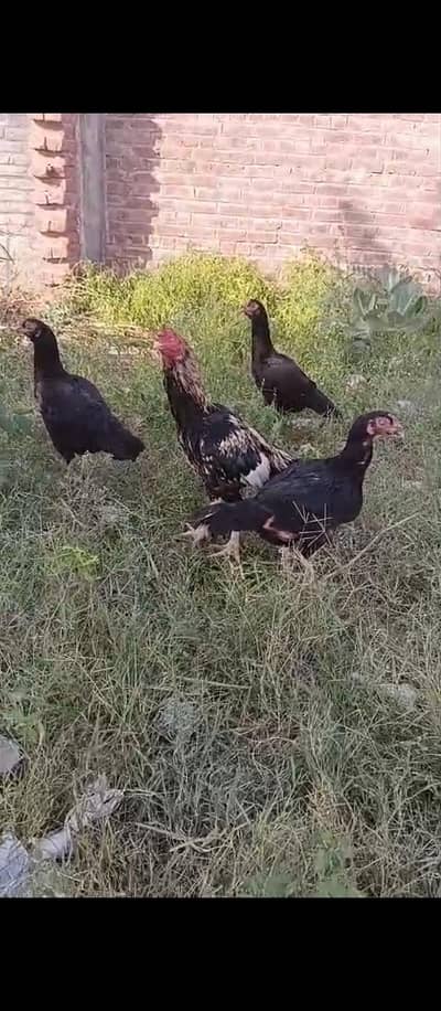 High Class Aseel And Austrolorp Fertile Eggs Available