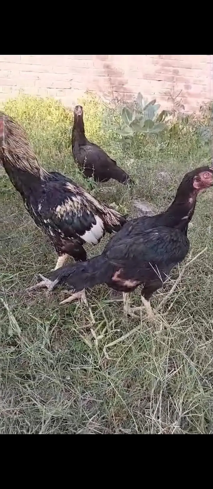 High Class Aseel And Austrolorp Fertile Eggs Available — photo 2