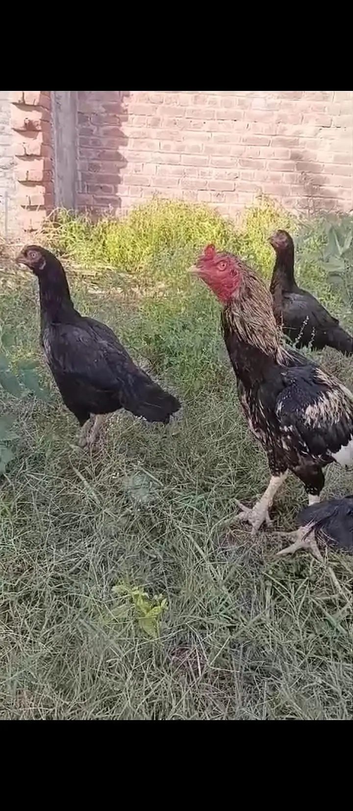 High Class Aseel And Austrolorp Fertile Eggs Available — photo 3