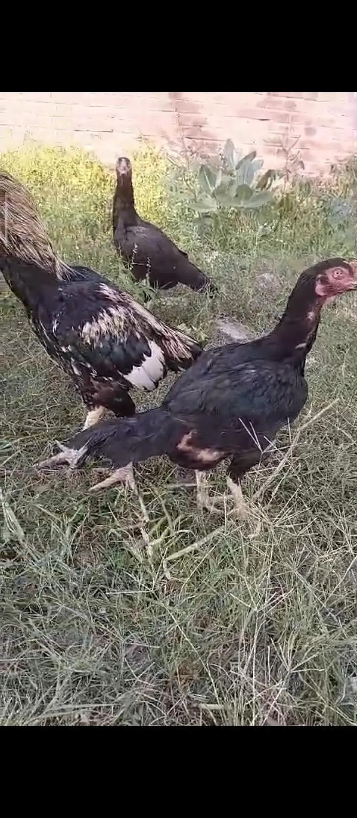 High Class Aseel And Austrolorp Fertile Eggs Available — photo 4