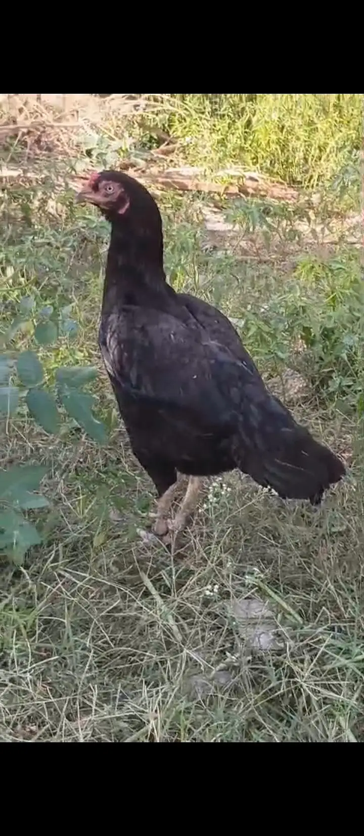High Class Aseel And Austrolorp Fertile Eggs Available — photo 5