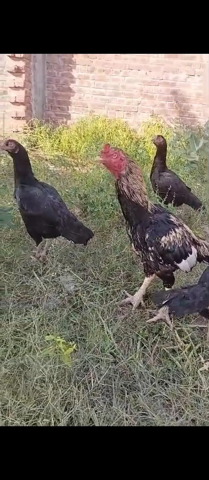 High Class Aseel And Austrolorp Fertile Eggs Available — photo 6
