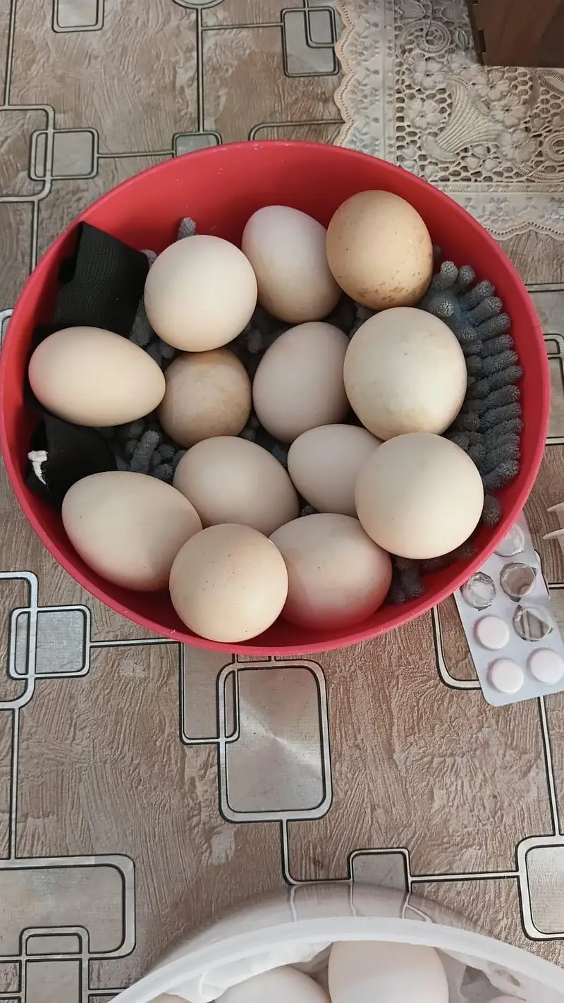 High Class Aseel And Austrolorp Fertile Eggs Available — photo 8
