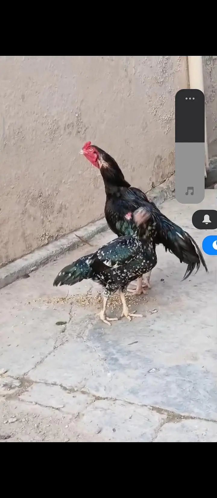 High Class Aseel And Austrolorp Fertile Eggs Available — photo 9