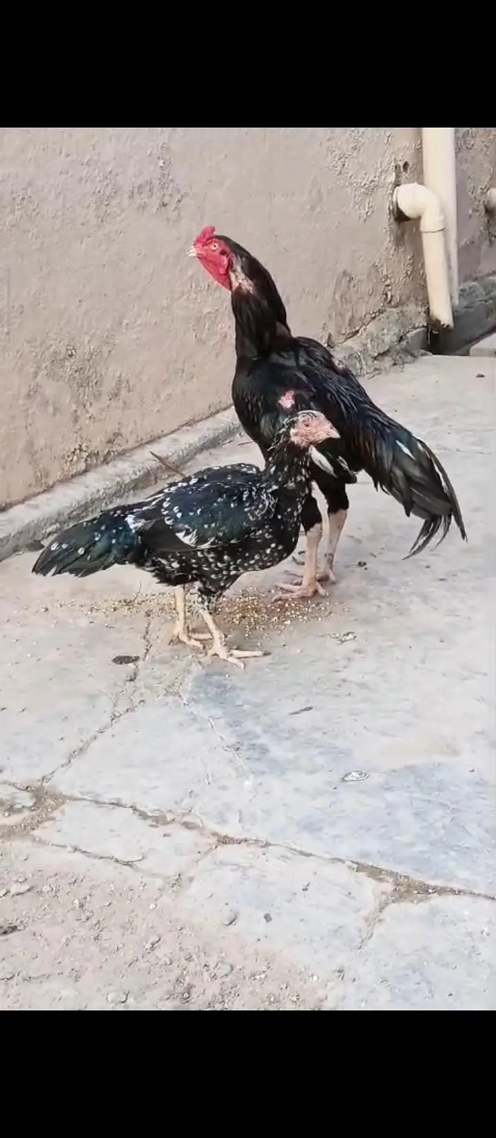 High Class Aseel And Austrolorp Fertile Eggs Available — photo 10