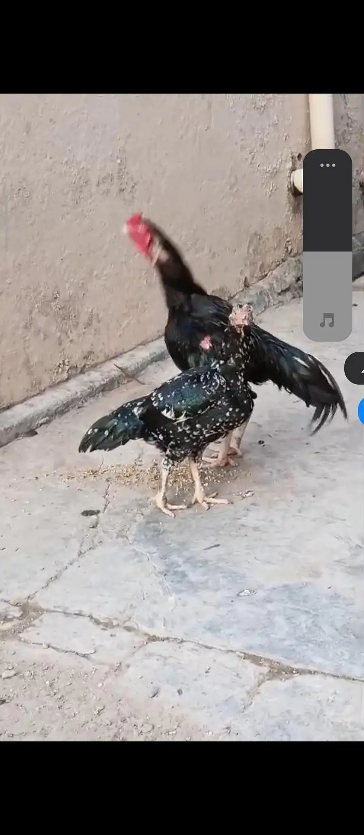 High Class Aseel And Austrolorp Fertile Eggs Available — photo 11