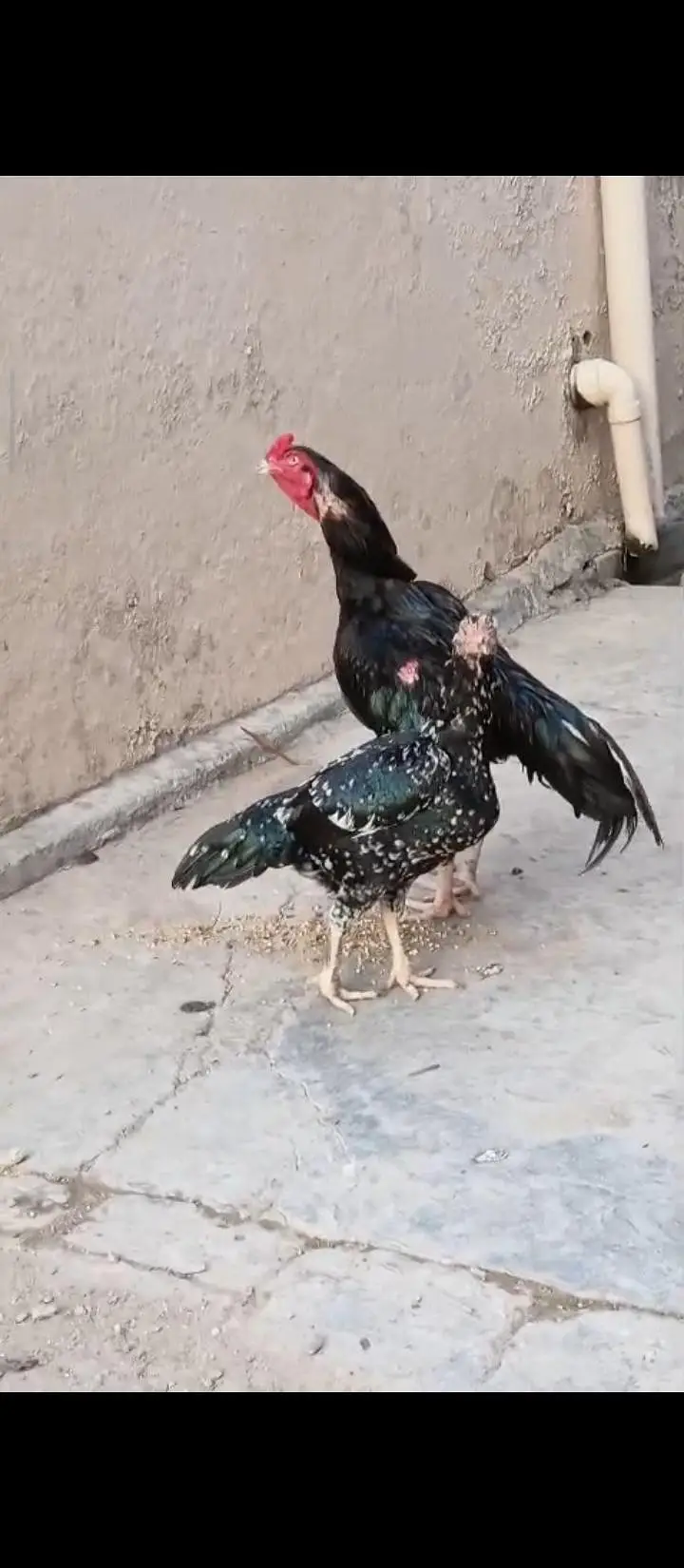 High Class Aseel And Austrolorp Fertile Eggs Available — photo 12