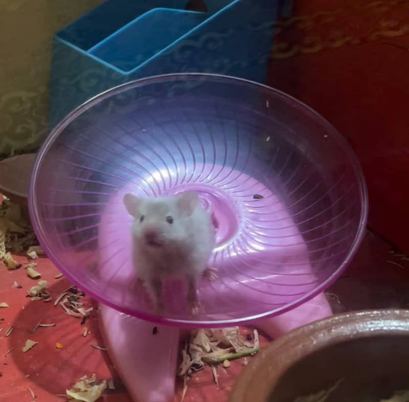 syrian hamster 0