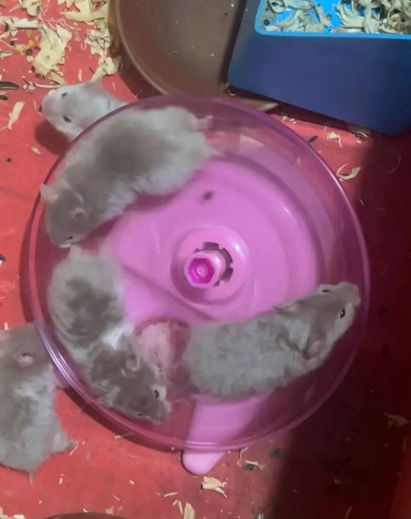 syrian hamster — photo 2