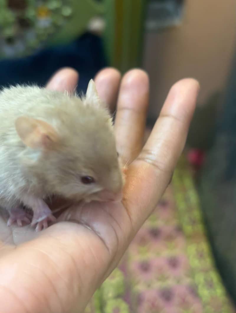 syrian hamster 2