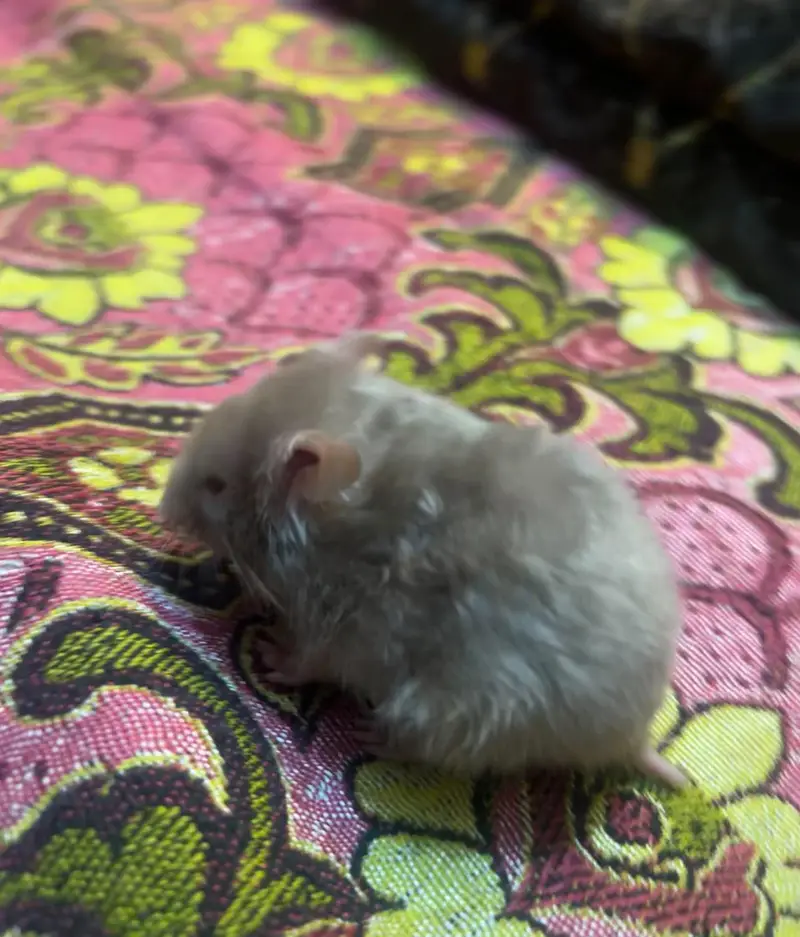 syrian hamster — photo 4
