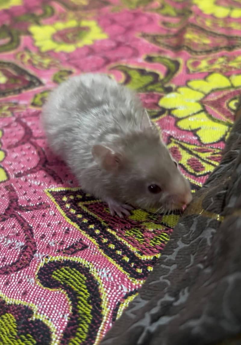 syrian hamster 4