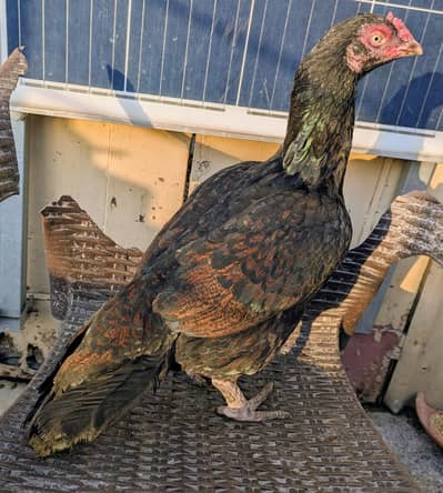 High Quality Female Available Eggs Ki Guarantee