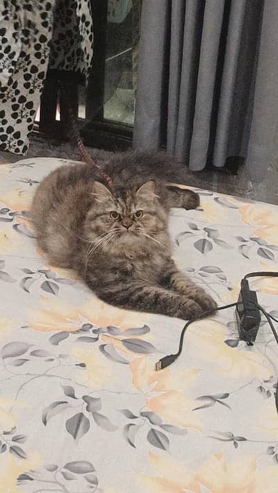 Luna - Triple Coat Tabby Persian Female - 1.3 Year Litter Trained