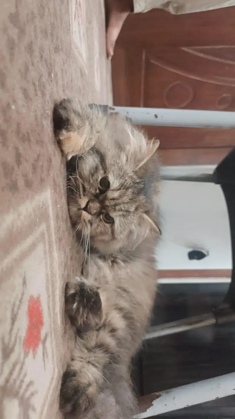 Luna - Triple Coat Tabby Persian Female - 1.3 Year Litter Trained — photo 2