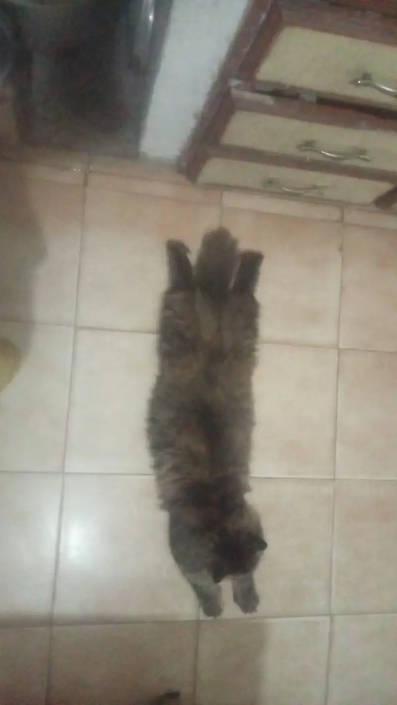 Luna - Triple Coat Tabby Persian Female - 1.3 Year Litter Trained — photo 4