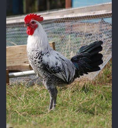 Egyptian fayoumi Male