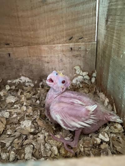 Common White chick
