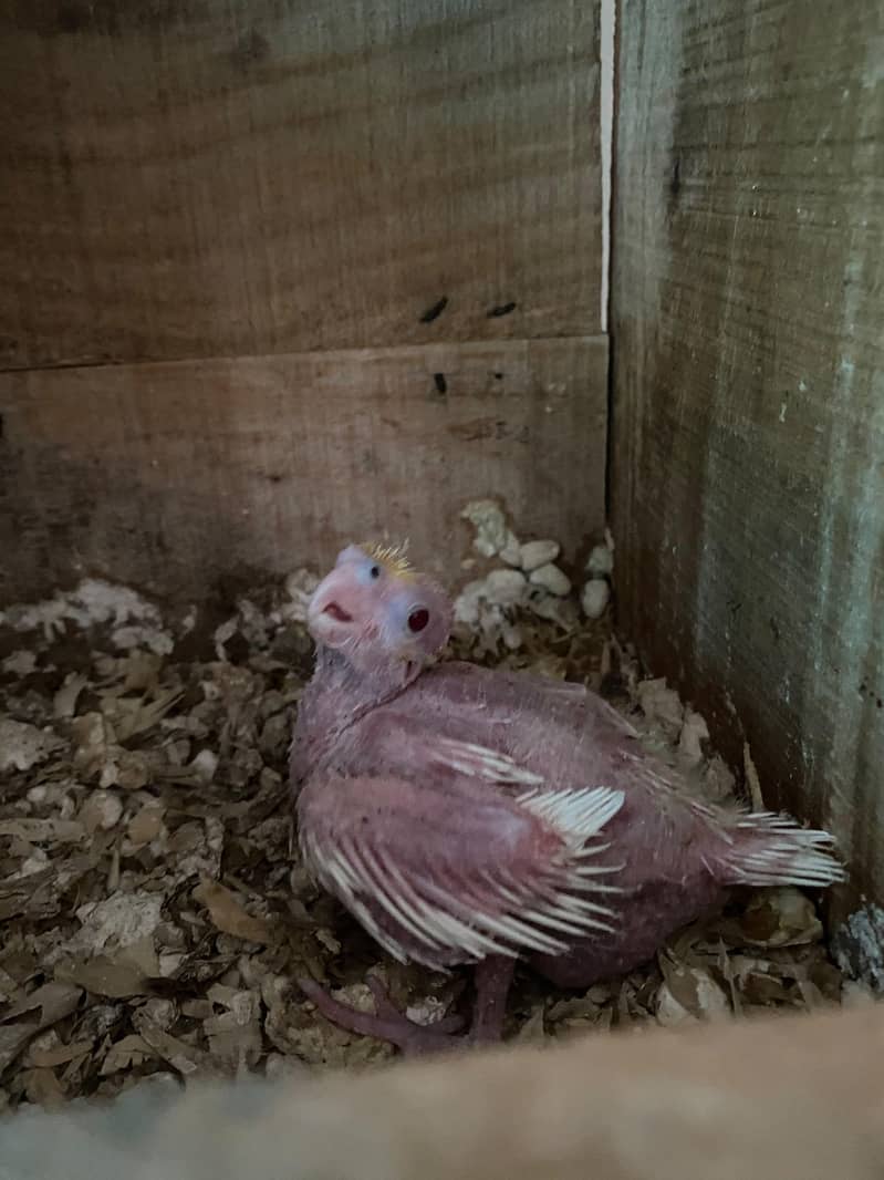Common White chick 2