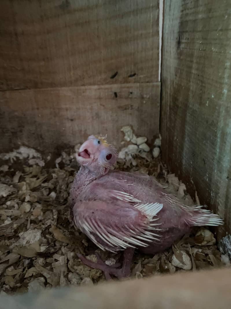 Common White chick 3