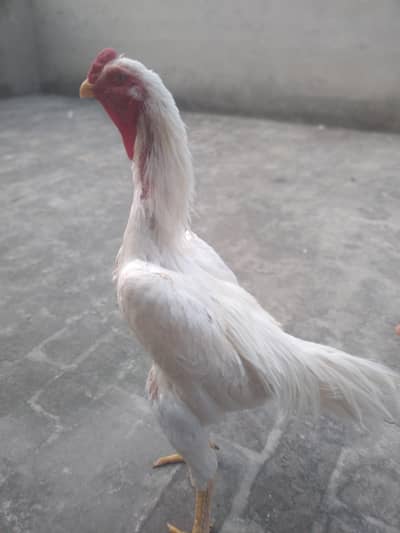 white shamo / German white shamo