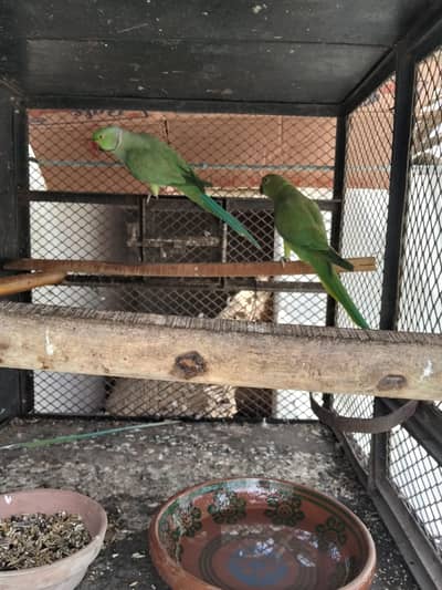 ringnack breeder pair for sale