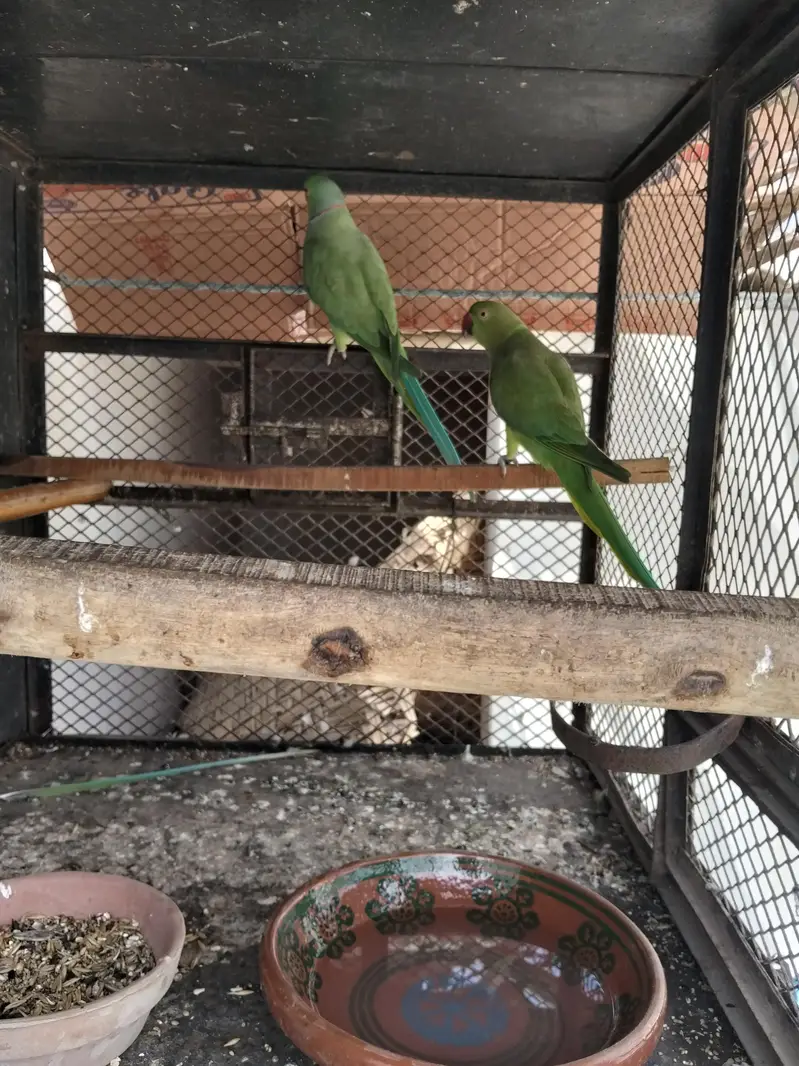 ringnack breeder pair for sale — photo 2