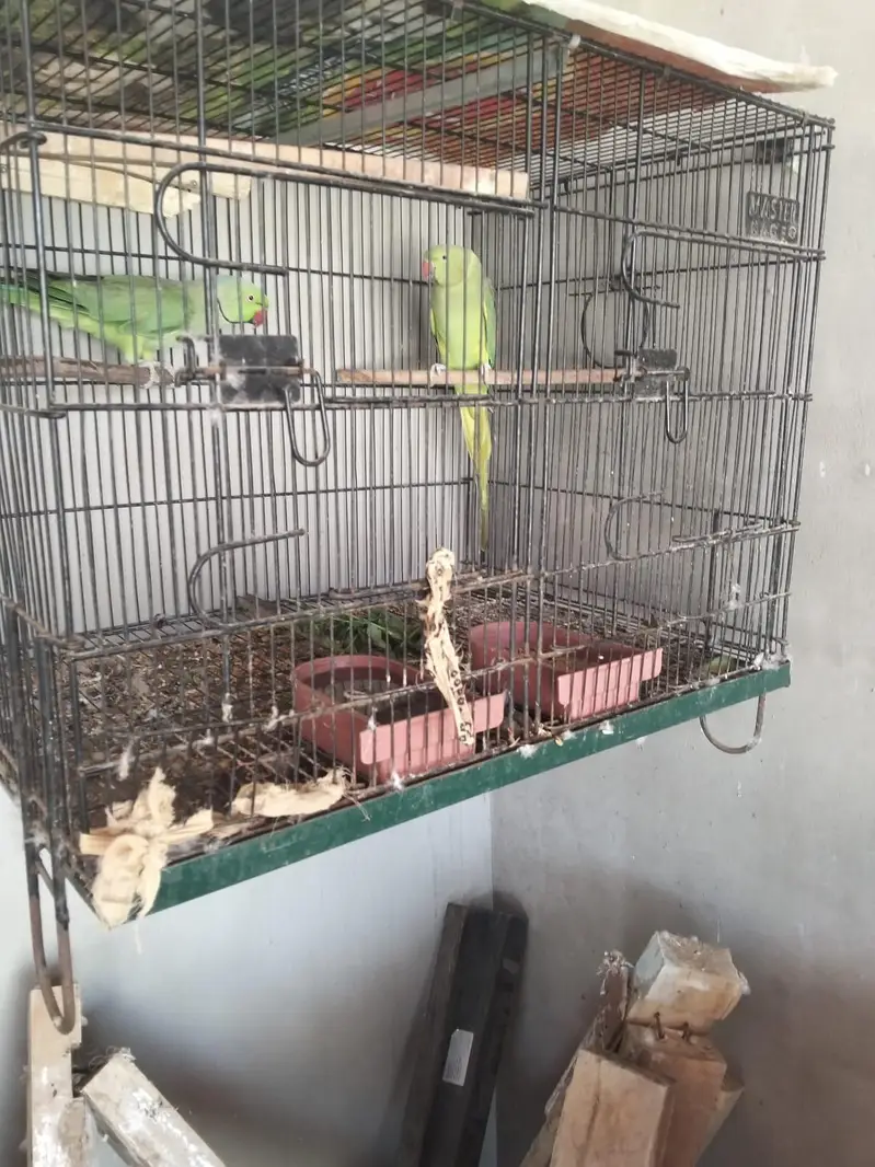 ringnack breeder pair for sale — photo 3