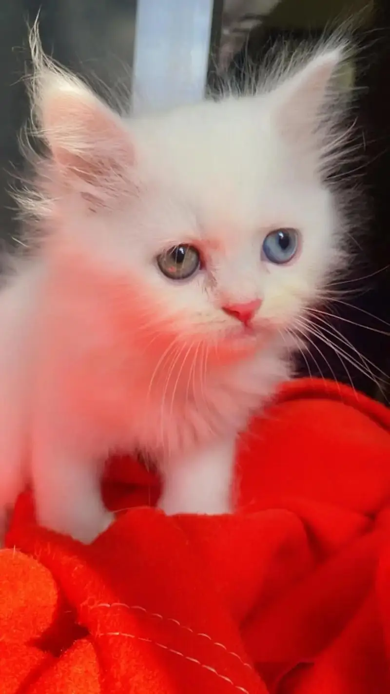 Quality Persian cat & Kittens. Male & female 03091708184. whatsapp — photo 3