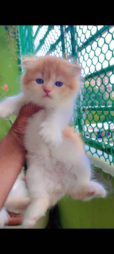 Quality Persian cat & Kittens. Male & female 03091708184. whatsapp