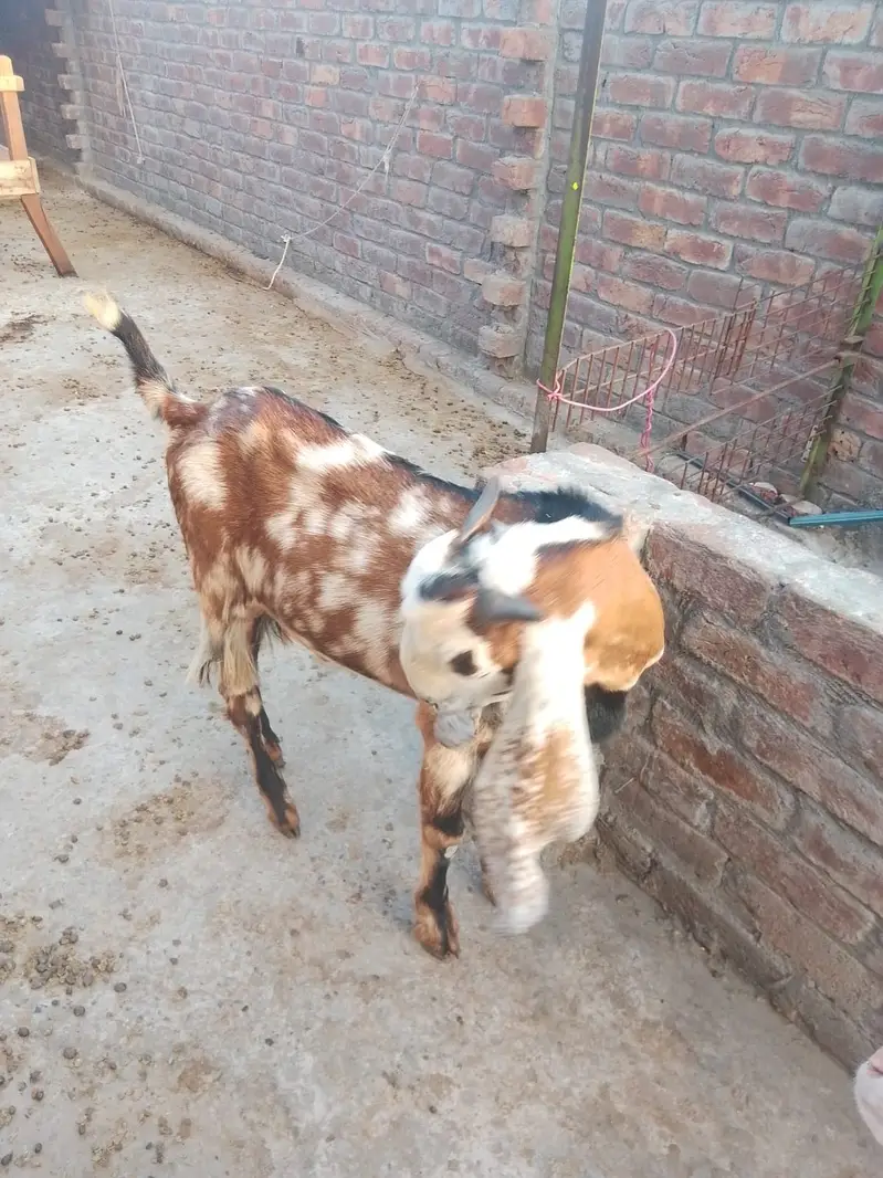 Shera Print Bakra Available For Sale| Healthy & Active — photo 2