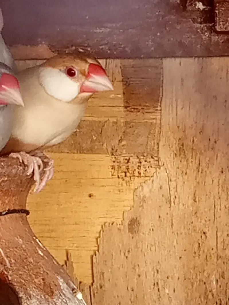 Java Birds for Sale – Healthy & Active Pair — photo 2