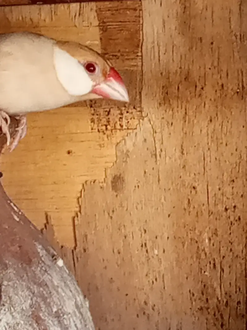 Java Birds for Sale – Healthy & Active Pair — photo 3