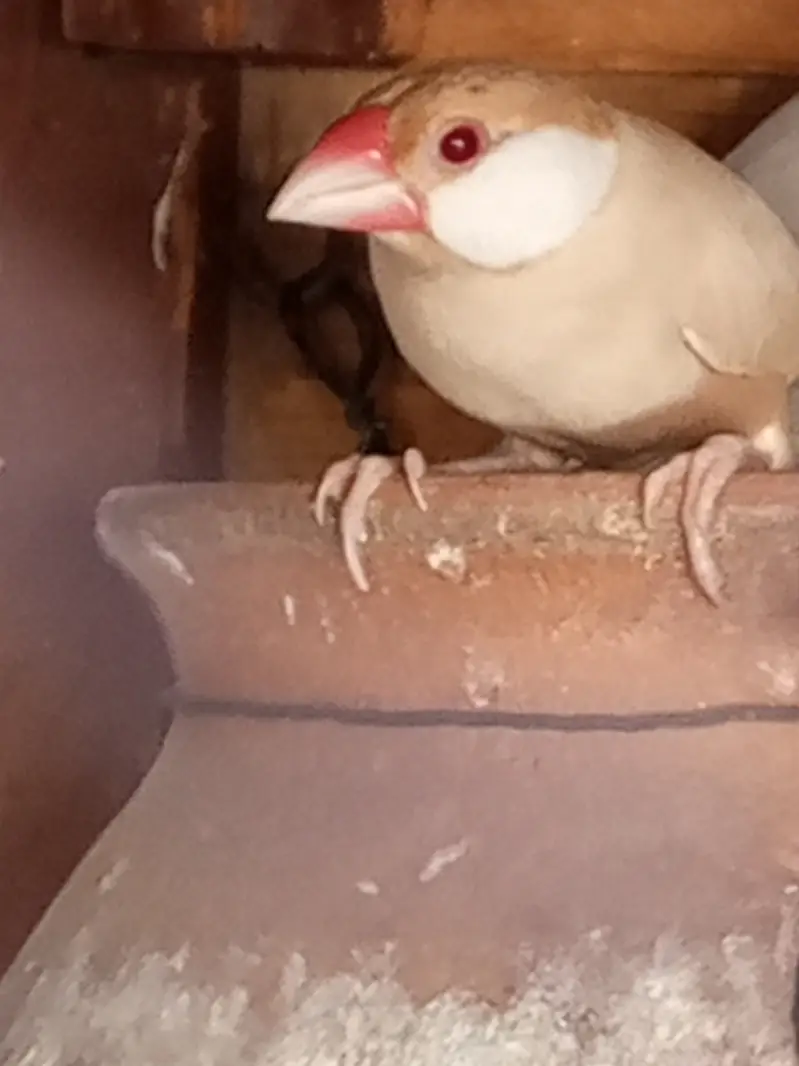 Java Birds for Sale – Healthy & Active Pair — photo 4