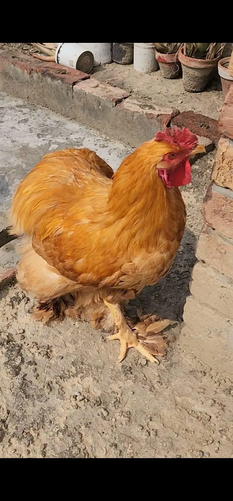golden buff — photo 3