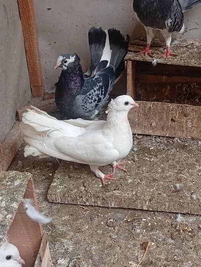 pure Indian fantail urgent sale