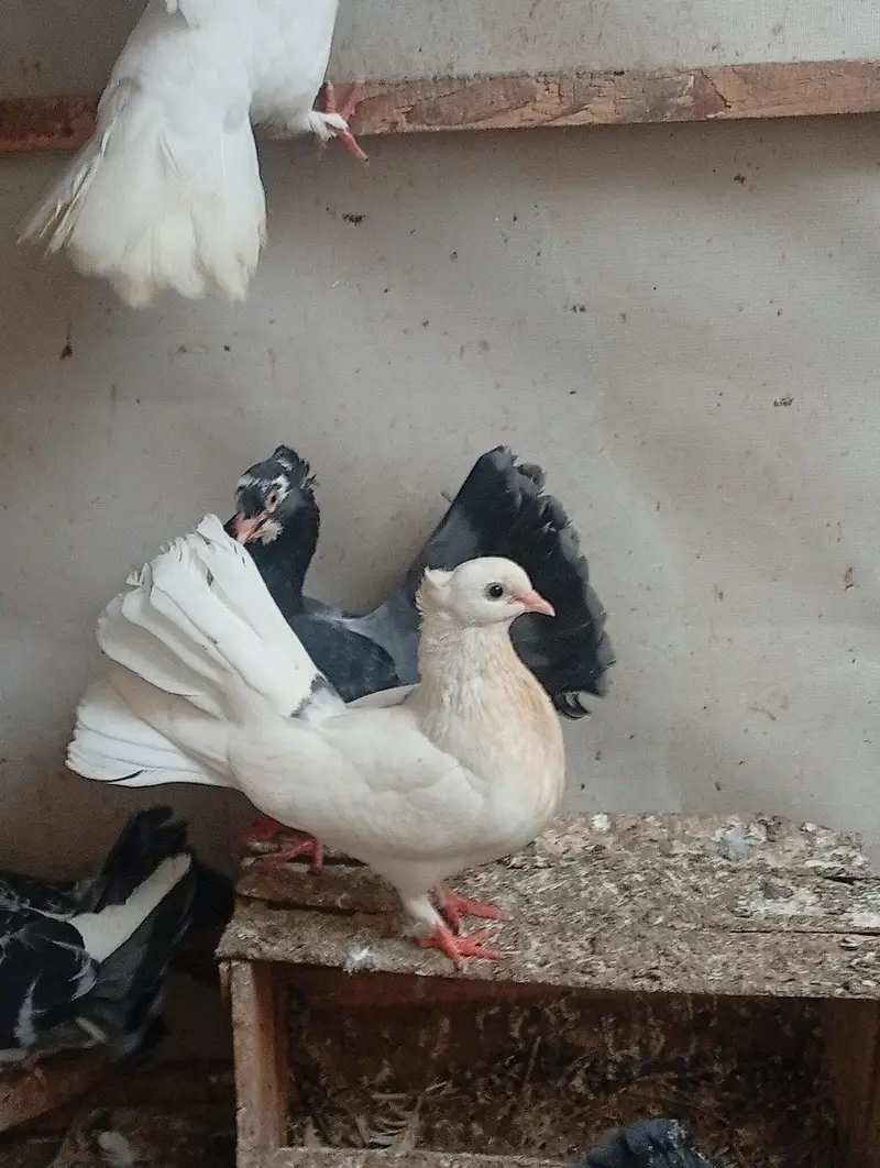 pure Indian fantail urgent sale — photo 2