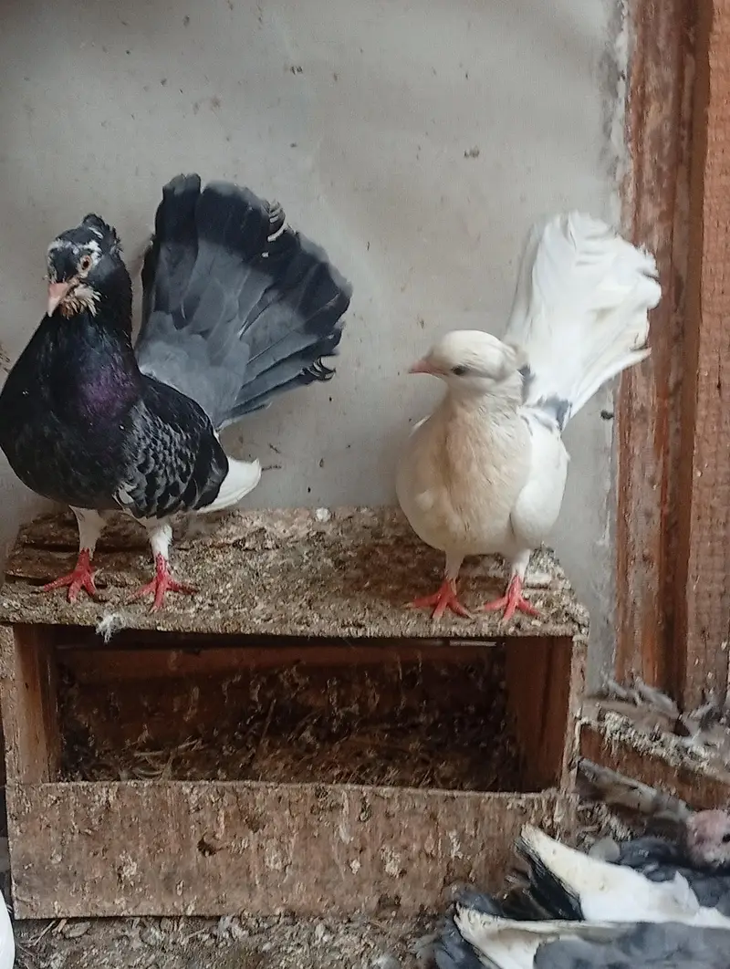 pure Indian fantail urgent sale — photo 3