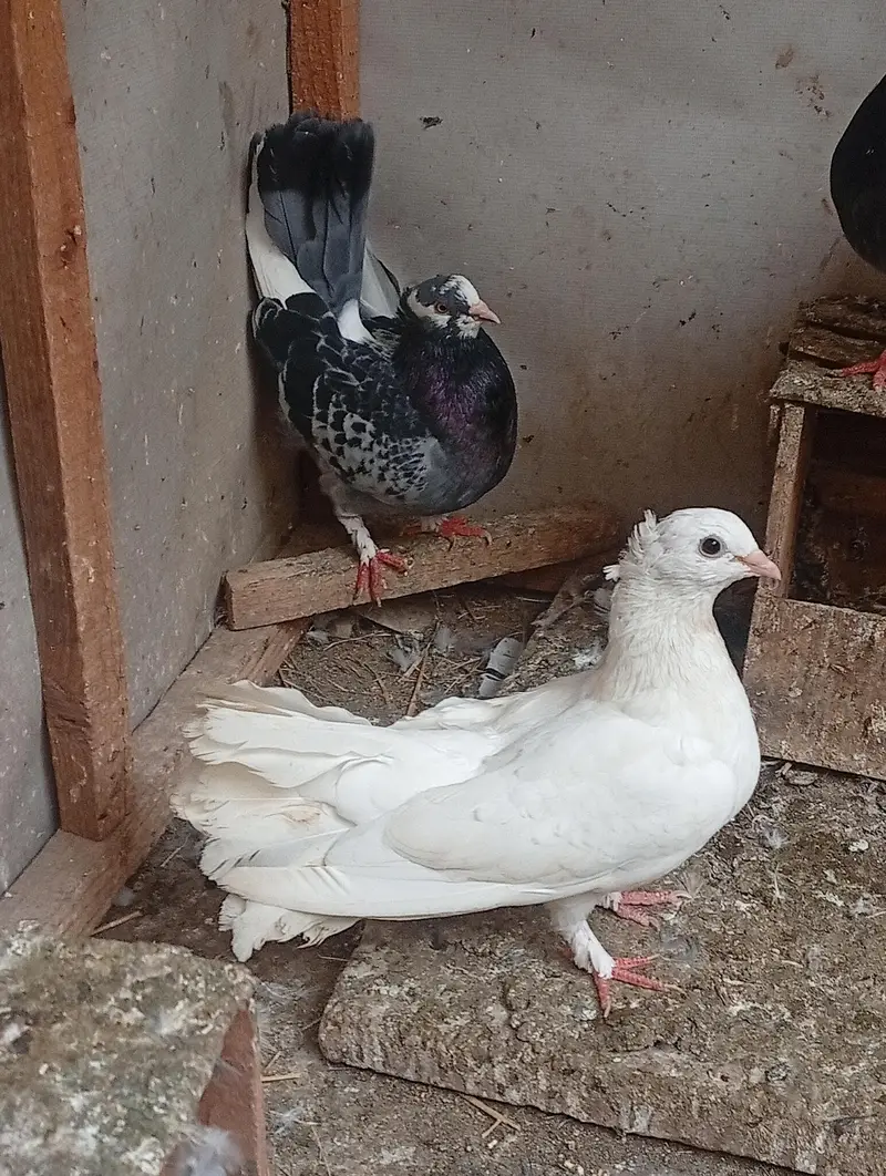 pure Indian fantail urgent sale — photo 4