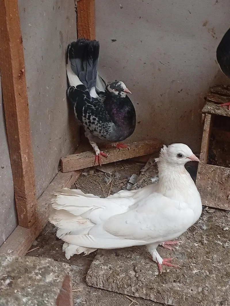 pure Indian fantail urgent sale — photo 5