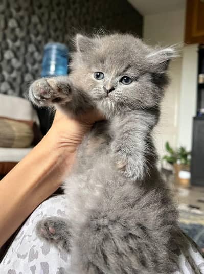 Quality Persian cat & Kittens. Male & female 03091708184. whatsapp